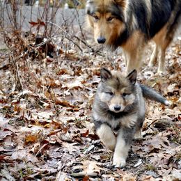 Native American Indian Dog Puppies from Seven Sisters Canids