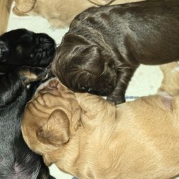 Cocker Spaniel Puppies from Kellie's Cocker Spaniels