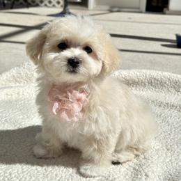 Maltipoo Puppies from Julia Ratnikova