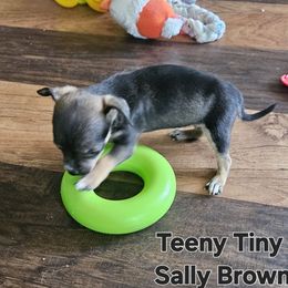 Sally Brown - Chocolate and tan female Chihuahua puppy in Marianna, Florida from Garden Tub Chihuahuas