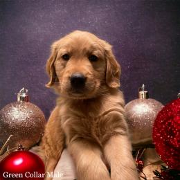 Golden Retriever Puppies from Studley Hill Goldens, LLC.