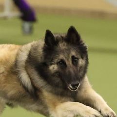 Belgian Tervuren from Hidden Gems Belgian Tervuren