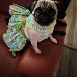 Peanut - Pug