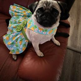 Peanut - Pug