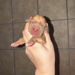 Black boy - Red male Bloodhound puppy in Conway, Missouri from Ozark Mountain Kennel