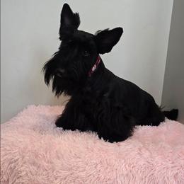 Birdie - Scottish Terrier