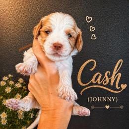 Cash (Johnny) - Caramel cream male Australian Labradoodle puppy in Millville, California from Hope Lane Kennels