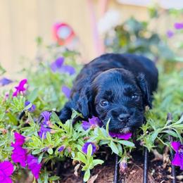 Aladdin - Black and white male Cavapoo puppy in Jackson, California from Oodles & Doodles
