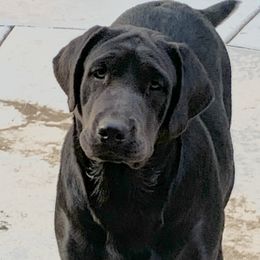 Stassi - Labrador Retriever