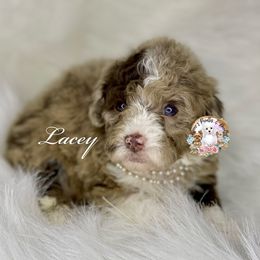 Lacey - Merle Bernedoodle puppy in Whatley, Alabama from Moore's Poodles & Doodles