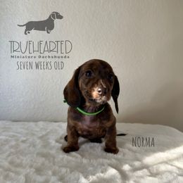Norma - Brindle female Dachshund puppy in Royse City, Texas from Truehearted Miniature Dachshunds