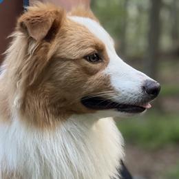 Dune - Australian Shepherd