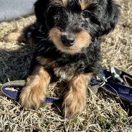 Aussiedoodle, Australian Shepherd, Bernedoodle, Cockapoo, and Poodle Puppies from Sis' Doodles & Poodles