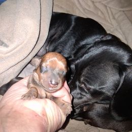Cadence - Sable male Dachshund puppy in Paducah, Kentucky from Donette's Doxies
