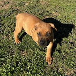 Boerboel Puppies from Erickson Ranch Boerboels