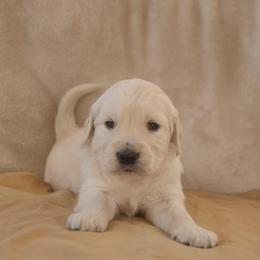 Brown Collar - Light golden male Golden Retriever puppy in Roseburg, Oregon from Unbound Goldens
