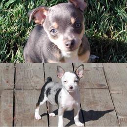 Rat Terrier Puppies from CaliRats Rat Terriers