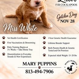 Miss White - Buff and white female Cockapoo puppy in Tampa, Florida from Mary Puppins