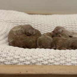 Male Puppy 2 - Apricot male Goldendoodle puppy in Modesto, California from Central Valley Canine Companions