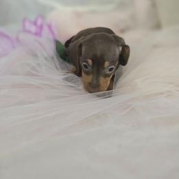 Amber - Chocolate and tan female Dachshund puppy in Arthur, Illinois from Dachs and Poms
