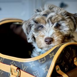 Bernedoodles from Island Doodles
