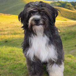 Chip - Aussiedoodle