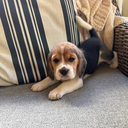 Baby boy - Black tan and white male Beagle puppy in Monticello, Georgia from Beaglelove