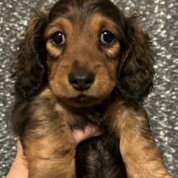 Dachshunds from NanoDachs