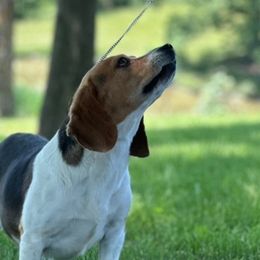 Rae - Beagle