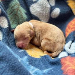 Woody - Red  male Goldendoodle puppy in Wharton, Texas from Little Fur Friends