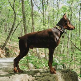 Doberman Pinscher Puppies from KB's Dobermans