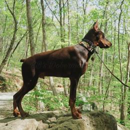 Doberman Pinscher Puppies from KB's Dobermans