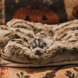 Alizon - Gray and white female Siberian Husky puppy in Front Royal, Virginia from North River Siberians