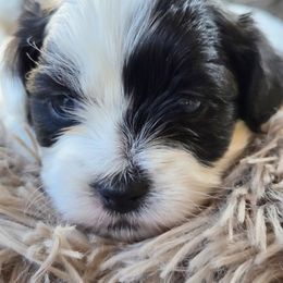 Mal-Shi Puppies from Gemstone Exclusive Pups of Florida