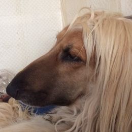 Afghan Hounds from Amon Rih Arabian Horses & Afghan Hounds