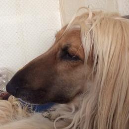 Afghan Hounds from Amon Rih Arabian Horses & Afghan Hounds