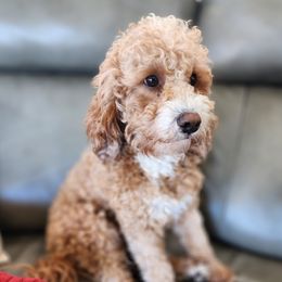 Marcel - Cavapoo