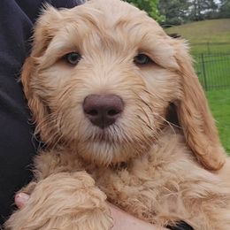 Black collar boy - Gold male Australian Cobberdog puppy in Victoria, Minnesota from Heartland Hills Australian Cobberdogs
