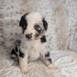 Jafar - Blue merle male Miniature Australian Shepherd puppy in Bend, Oregon from Wonderland Aussies