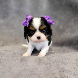 Heather - Tri-color female Cavalier King Charles Spaniel puppy in Romeoville, Illinois from KonopkaKennelsLLC