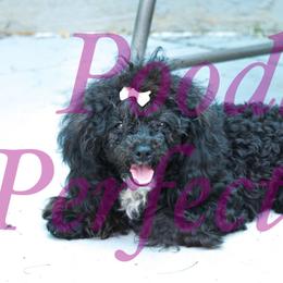 Sparkle - Poodle