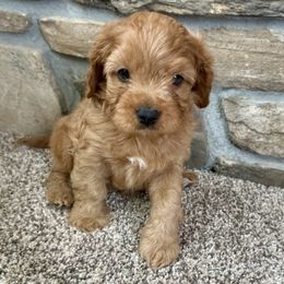 Sir Elliot - Red Cavapoo puppy in Malad City, Idaho from FreckledCowgirlCorgis