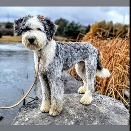 Bernedoodle, Goldendoodle, Poodle, and Sheepadoodle All Grown Up from Kerr Kanine Ranch