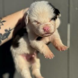 King - White and black male Pembroke Welsh Corgi puppy in East Oakdale, California from Rhettro Kennels