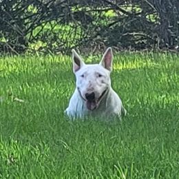 Israella - Bull Terrier