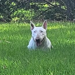 Israella - Bull Terrier