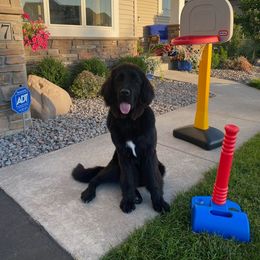 Newfoundland Puppies from Lake Country Newfoundlands