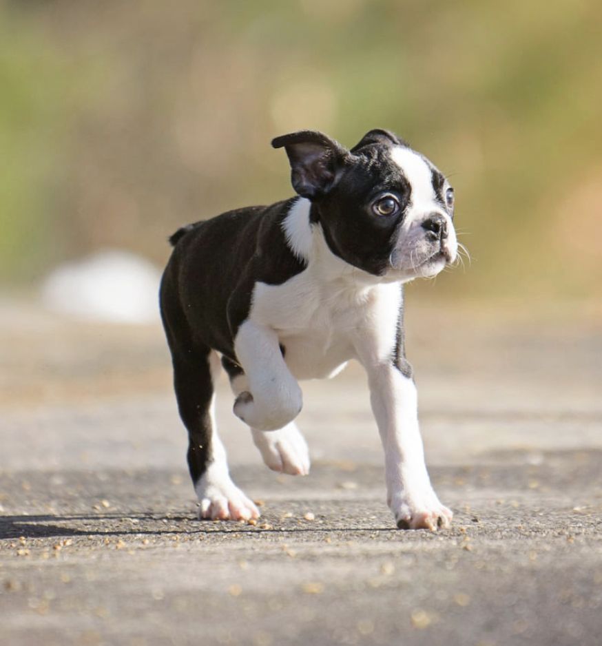 Boston Terrier puppy running