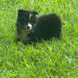 Black Tri Male 1800 - Black tri male Toy Australian Shepherd puppy in Brashear, Texas from Double R farms