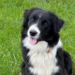Molly - English Shepherd